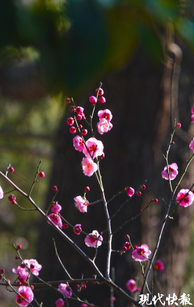 南京古林公园早梅初绽，快来探第一缕梅香