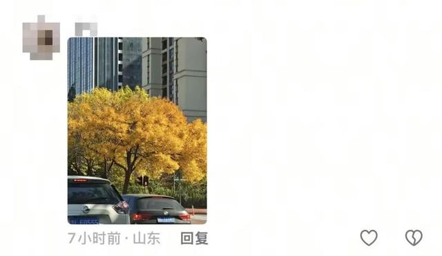 漫步日照之秋 | ① 巨好看！山东路的一颗秋天！