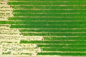 贵州玉屏：山区水稻种植正当时图片