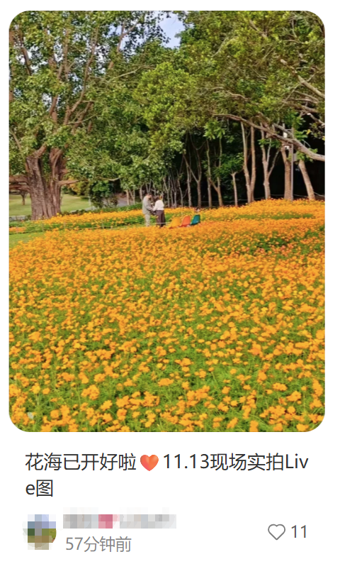 就在明天！深圳又一花展来了