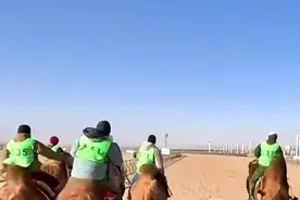 第一视角骑骆驼 感受壮美大漠图片