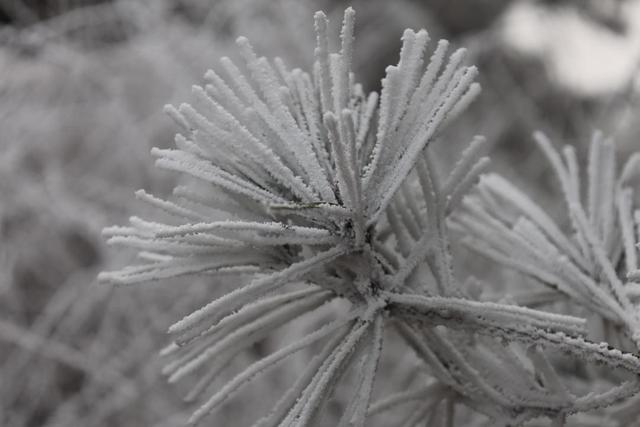 雾凇漫岭 鲁山今冬首场雾凇奇观登场