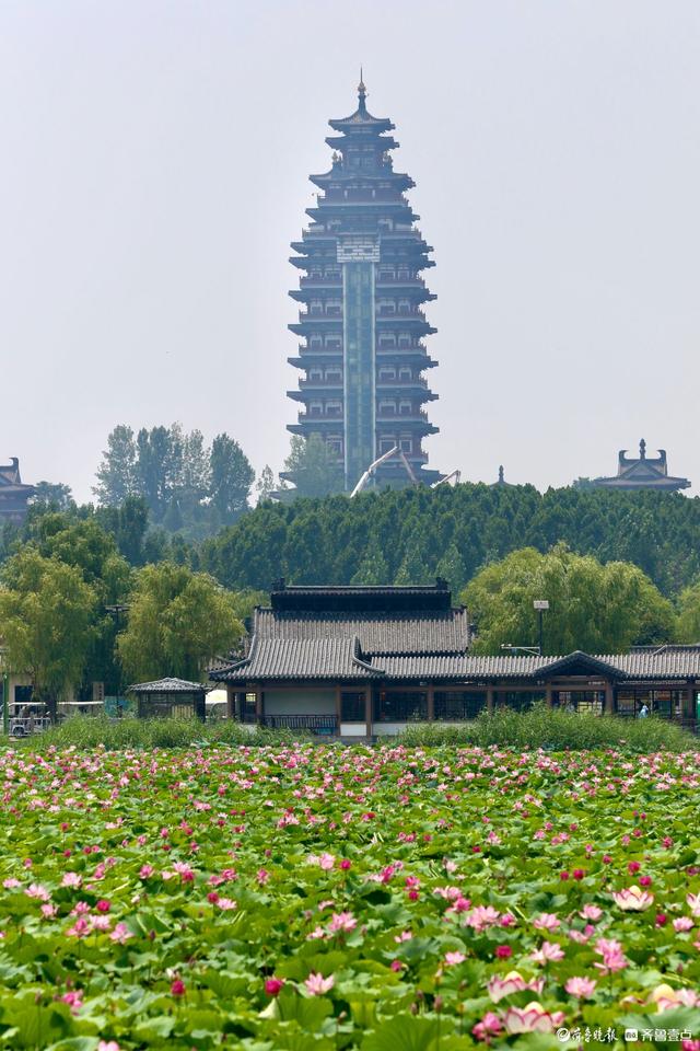 畅游济宁微山湖，万亩荷花别样红