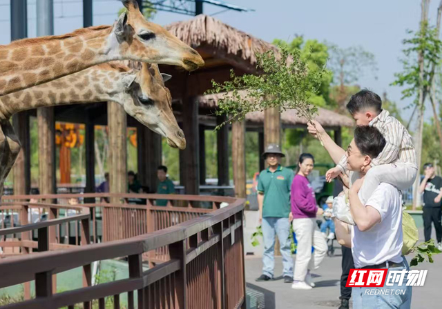 10米巨型月饼惊艳亮相，汉寿“国庆・中秋” 双节特色文旅活动重磅发布