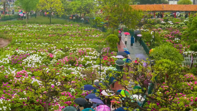 中国之城｜山东菏泽：黄河花语 水韵花城