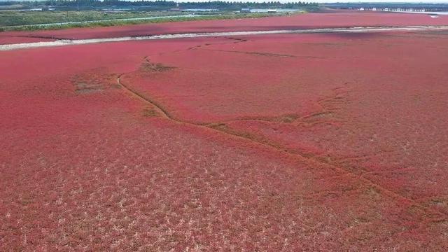 南海新区：秋染湿地披红装