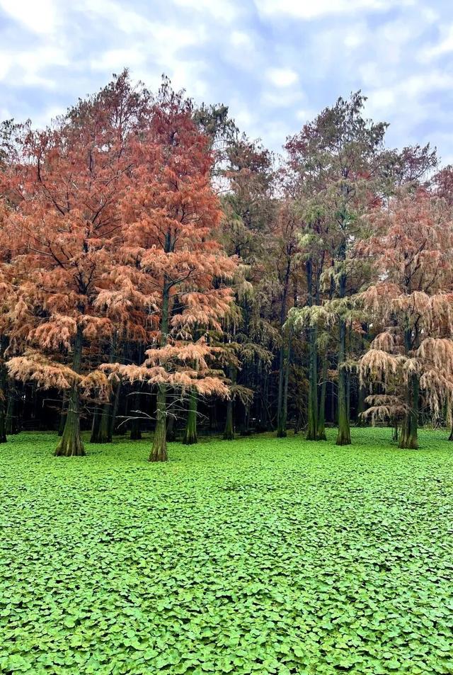 人少景美！洪山5处打卡地，周末约起