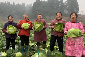潼南太安镇：莲白喜获丰收图片