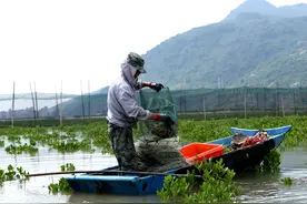 福建连江浮曦村：红树林里养红蟳图片