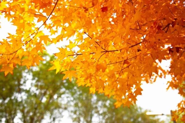 惊艳！身边的北京秋景“天花板”来了！