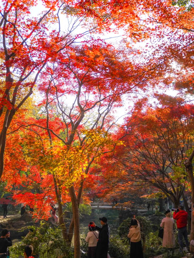上海赏枫天花板！这座古典园林红叶浓度超标→