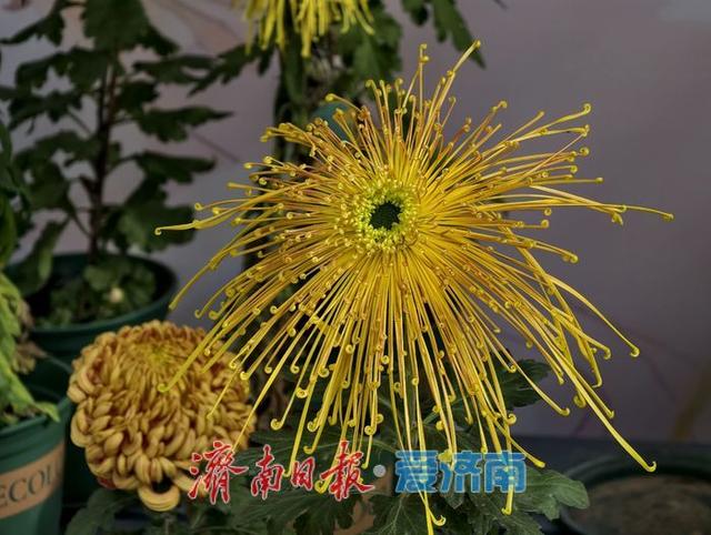 一年四季 泉在济南丨泉畔初冬，被菊花镶上了“金边”