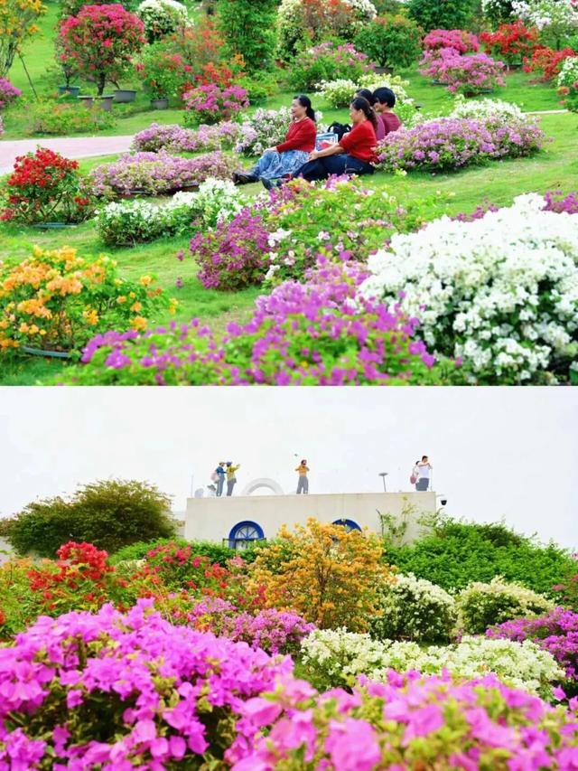 刷屏朋友圈！11月的浪漫被TA承包了，这场缤纷花事太治愈！