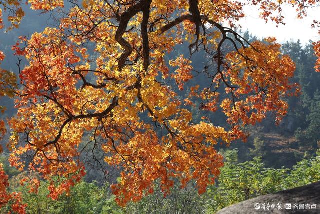 崂山神清宫遗址的五角枫