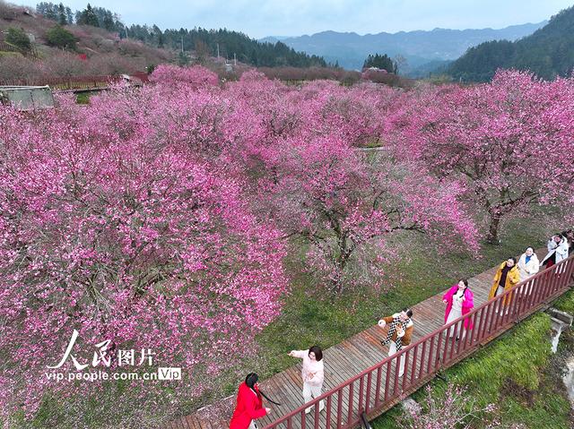 湖北来凤：梅花绽放迎客来