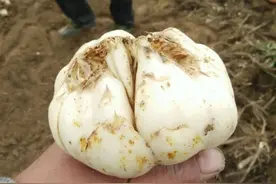 “蔬菜人参”，这里产的甲天下，新鲜采挖，生吃熟食皆美味图片