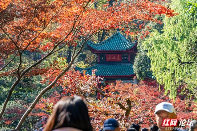 岳麓冬韵：秋色未尽处，斑斓染层林