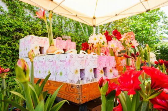 2026沪上年宵花市开逛！“花”式逛出新年味