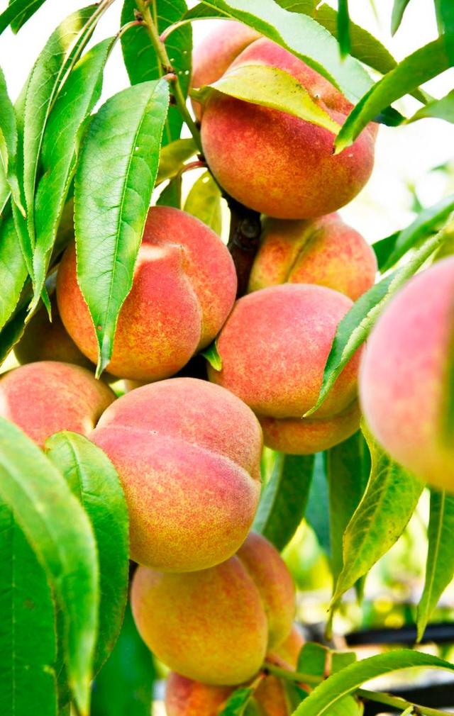 四季流转 多彩枣庄 | 红桃满枝红桃满枝