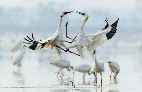 冬季观候鸟直通线路正式开通啦！6.5元起！