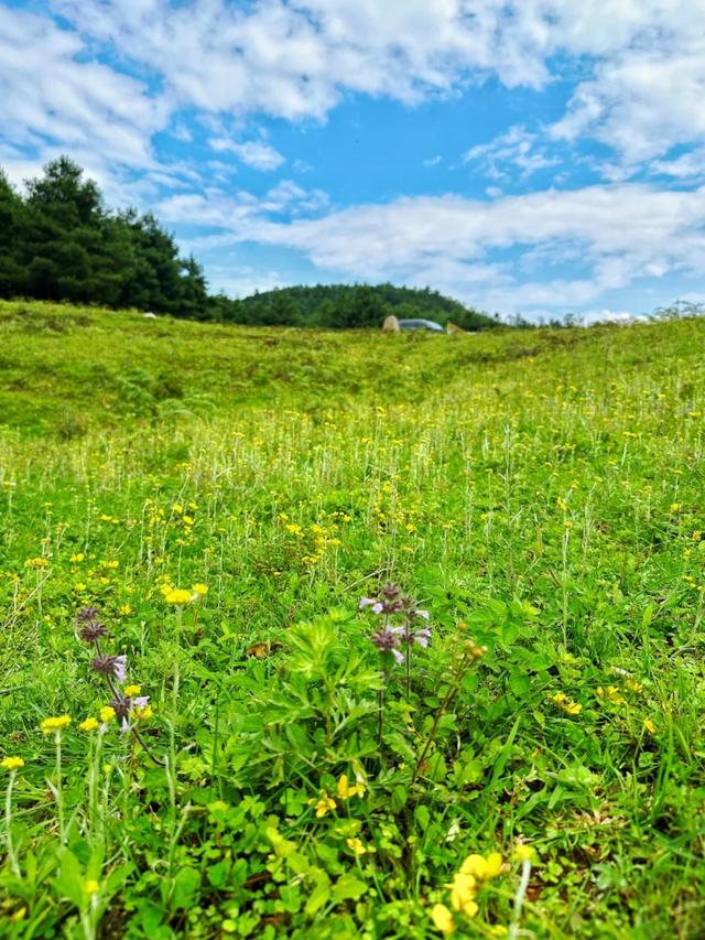 藏着自然的无尽温柔与浪漫！来盘龙大哨森林，我“氧”你啊！