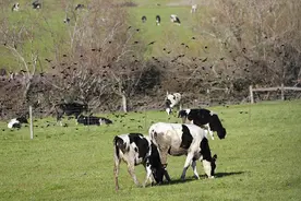 美国怀俄明州报告该州首例人感染H5N1型禽流感病例图片