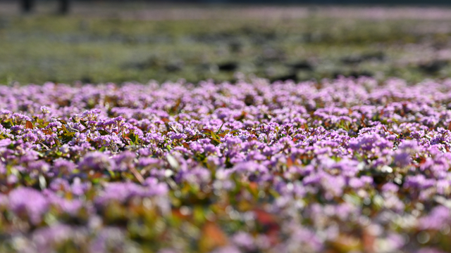 时隔五年！莲都再现“限定版”粉紫花海
