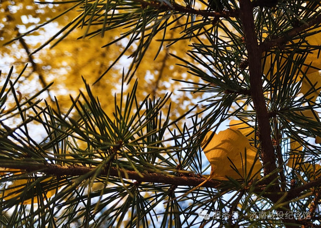 在英雄山，一叶知秋，邀您共赏