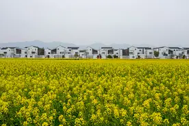 一到春天就出圈！金灿灿的油菜花已上线，奉上杭州周边两小时车程赏花攻略图片