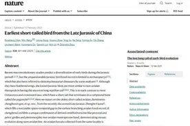 中国发现全球最古老鸟类 将鸟类起源时间提早近2000万年图片