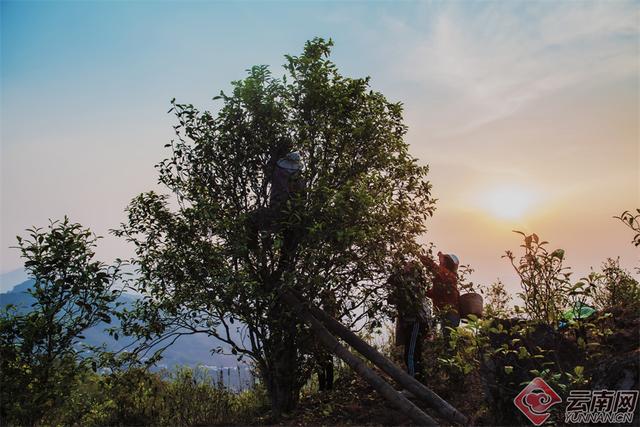 临沧临翔：邦东乡秋茶遇云海 山水画卷醉游人