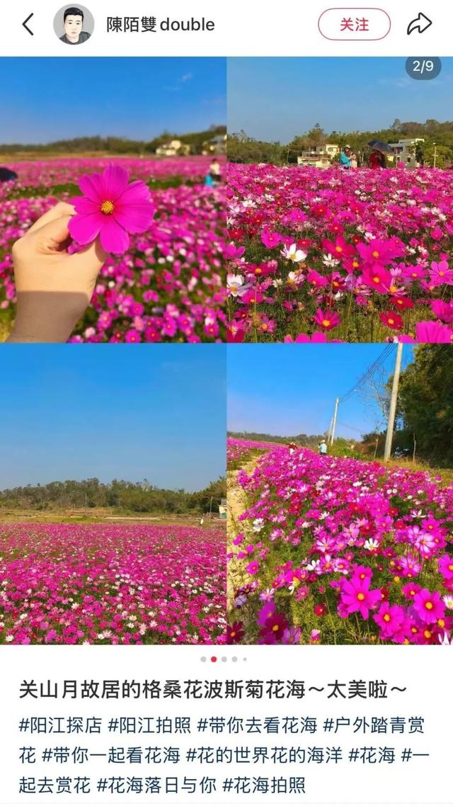 阳江冬日限定“粉海”！市区出发，仅需半小时车程