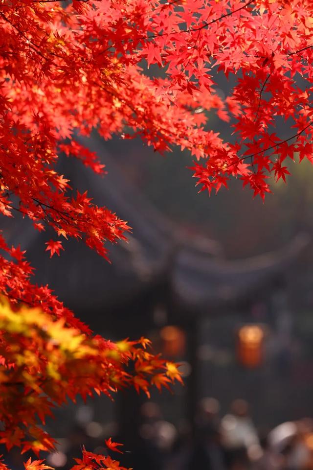 栖霞山人气爆棚，红叶超长待机！@友友们，错峰更有乐趣哦~