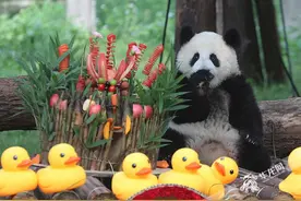 大熊猫“莽小五”挂树数小时后自己下树啦！ 园方：已做全身检查，很健康图片