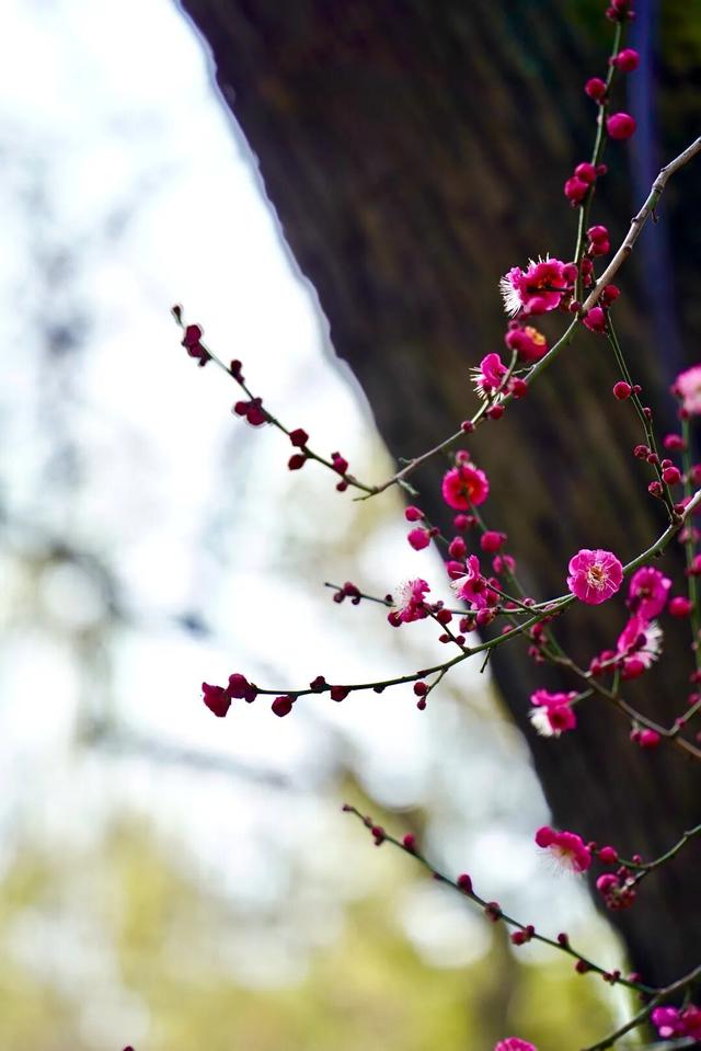 新都桂湖今冬第一株红梅开放