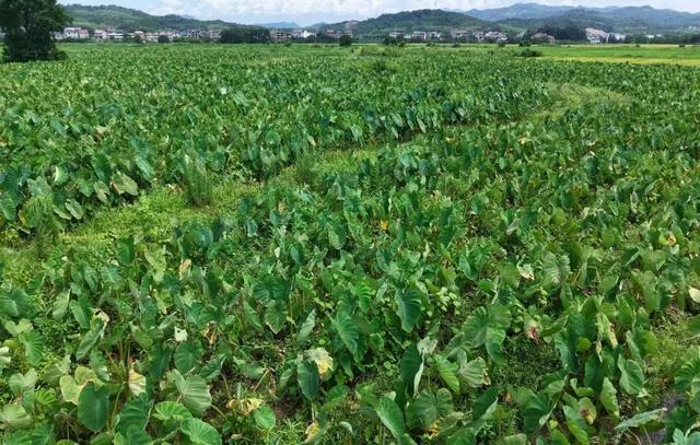 铅山县红芽芋电商直播带货大赛等你来挑战