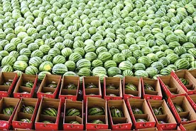 麒麟西瓜：到底啥来路？为啥那么甜？图片