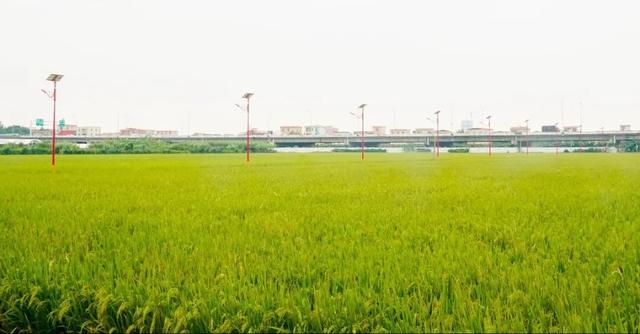 看稻田、赏繁花，邂逅南沙的秋日浪漫→