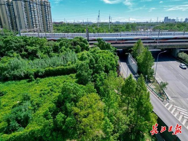 荒地披绿，武汉这条明渠变身水岸花溪