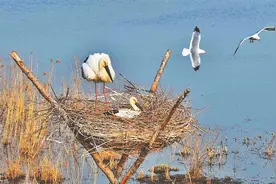 湿地生态持续向好，今年鹤岗市“市鸟”东方白鹳有史以来回巢最多 鹳舞嘟噜河图片