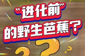 秀我中国｜进化前的野生芭蕉长啥样？能吃吗？好吃吗？图片