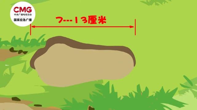 被熊袭击能装死吗？秋季“熊出没”如何避险→