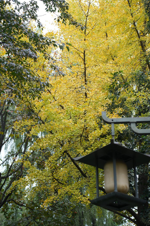秋风引路入曲江，芙蓉金叶映红墙