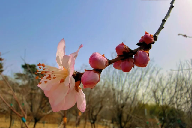 连云港的春天，正在被花与鲜重新定义