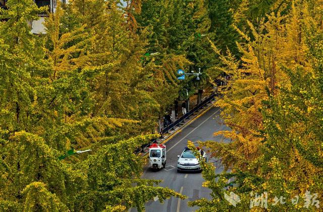 荆州古城银杏染金 城管“缓扫”留秋韵