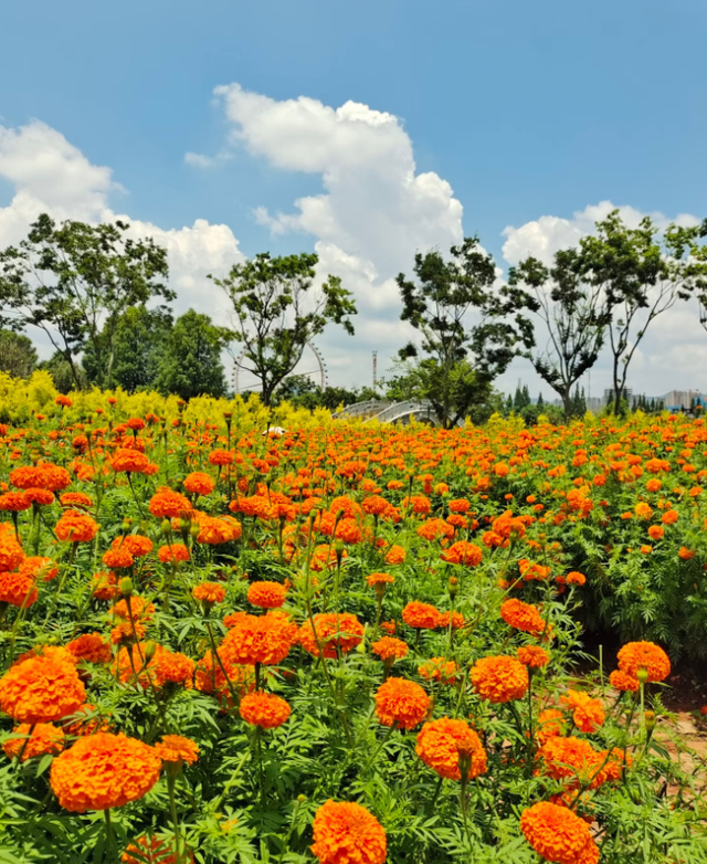 大观公园万寿菊花开正好