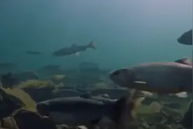 虹鳟鱼到底是不是三文鱼，能不能生吃？一文说清图片