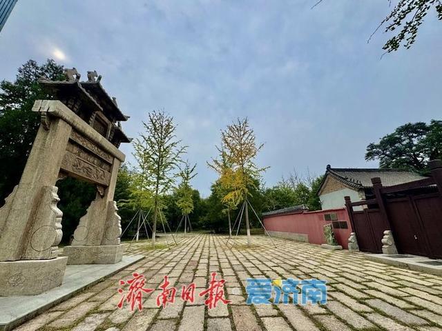 初秋济南兴福寺：银杏撒金映古建 绘就城市诗意画卷