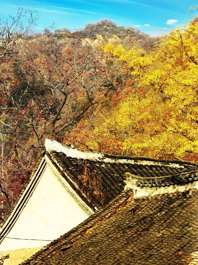 免门票福利！白云山绝美秋色正在上映→