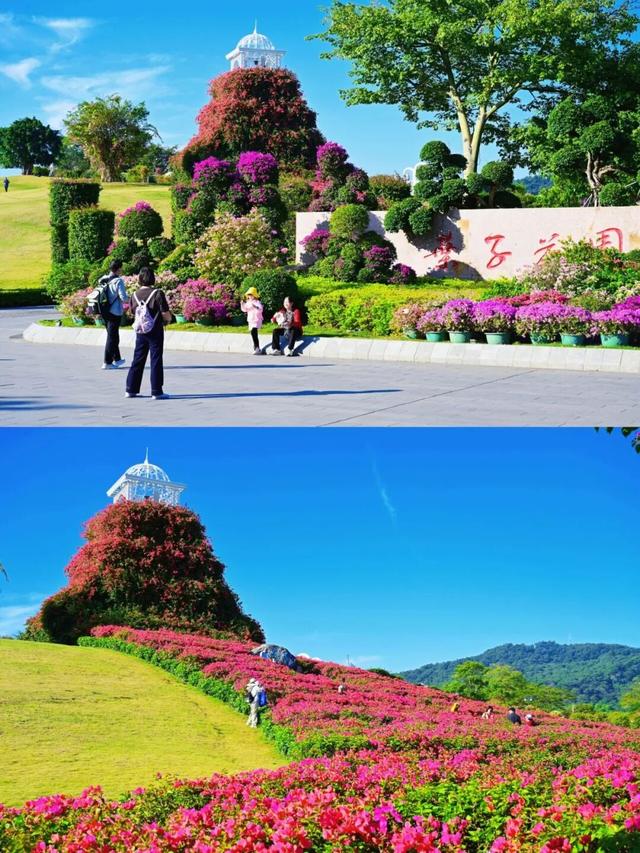 明日开幕！2025青秀山冬季赏花活动，连续四周末狂欢乐不停！